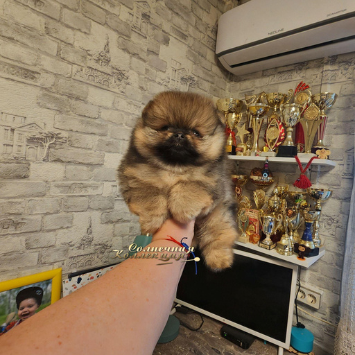 Изображение питомца