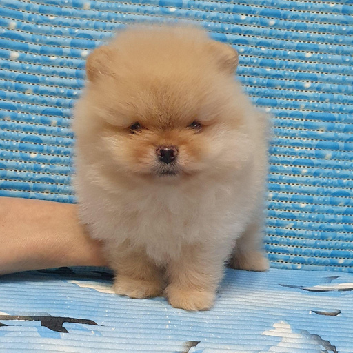 Изображение питомца