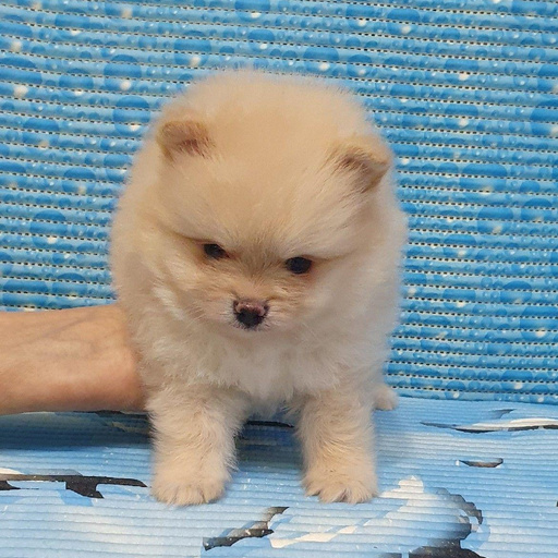 Изображение питомца