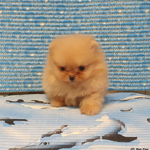 Изображение питомца