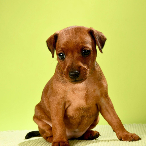 Изображение питомца