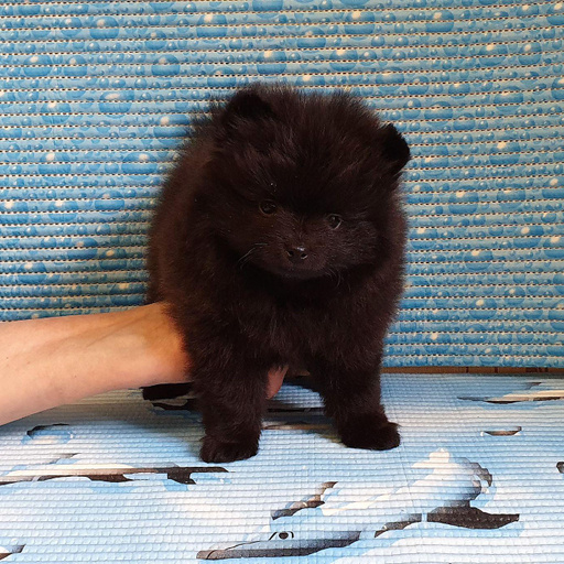 Изображение питомца