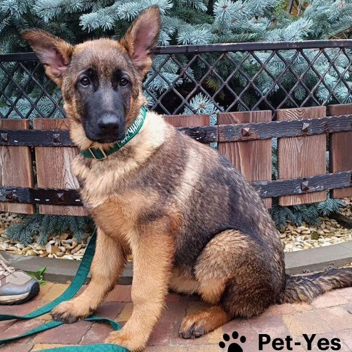 Изображение питомца