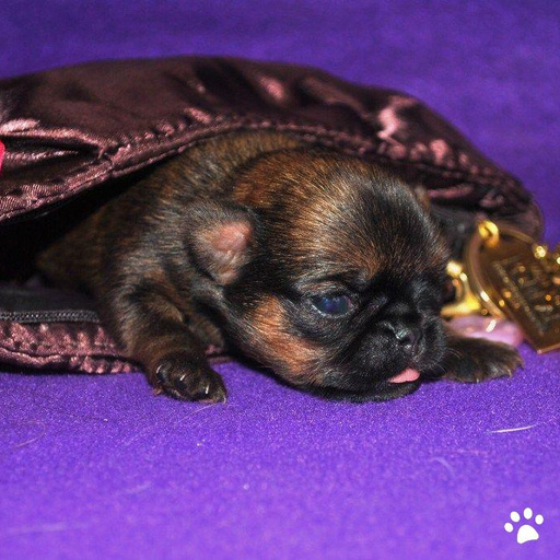 Изображение питомца