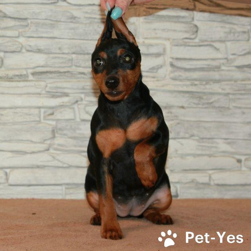 Изображение питомца