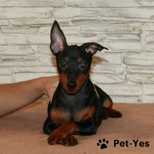 Изображение питомца