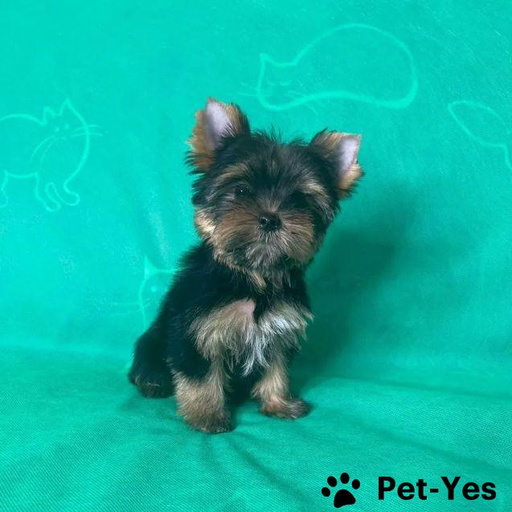 Изображение питомца