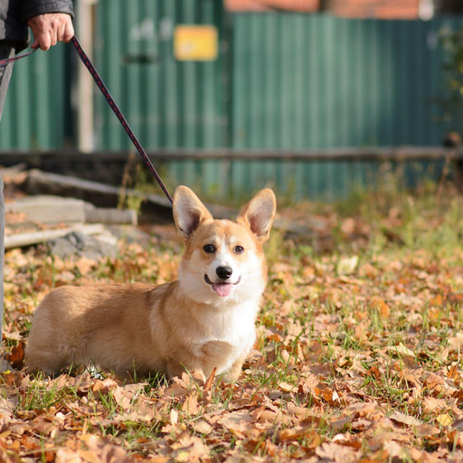 Изображение питомца