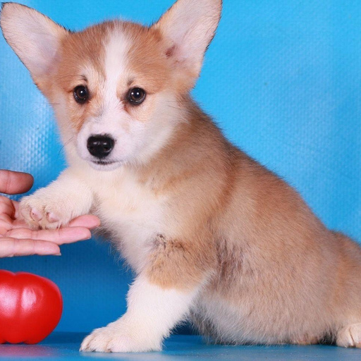 Изображение питомца