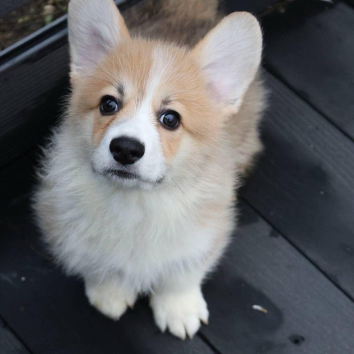 Изображение питомца