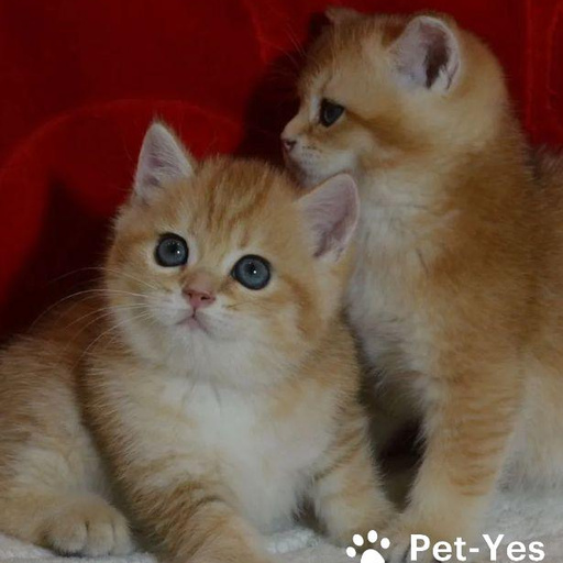 Изображение питомца