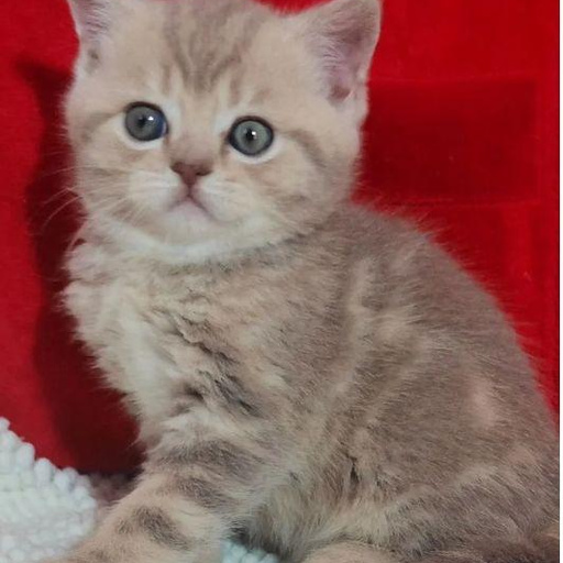 Изображение питомца