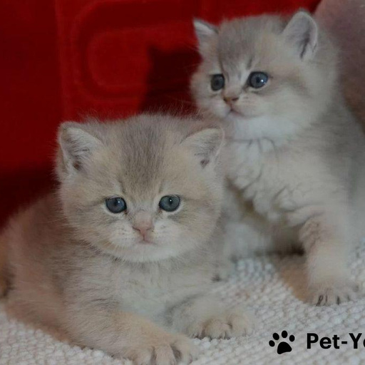 Изображение питомца