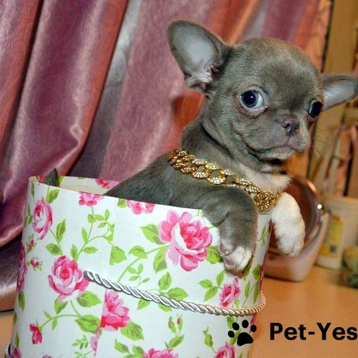 Изображение питомца