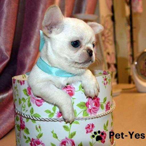 Изображение питомца