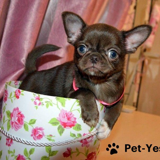 Изображение питомца