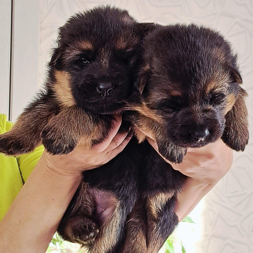 Изображение питомца