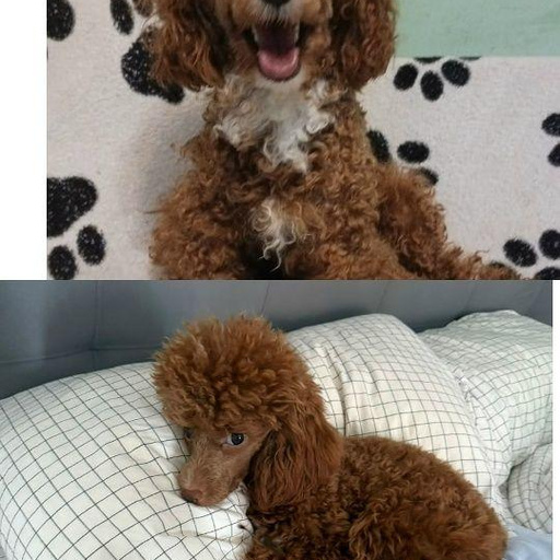 Изображение питомца