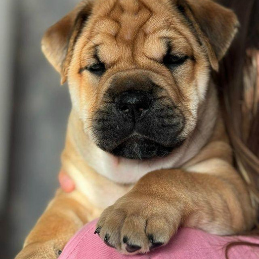 Изображение питомца