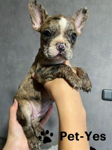 Изображение питомца