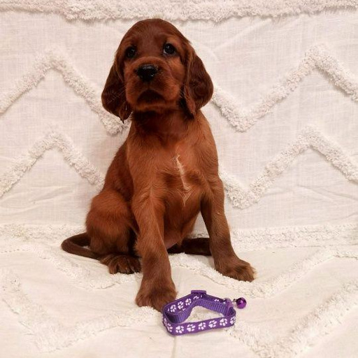 Изображение питомца