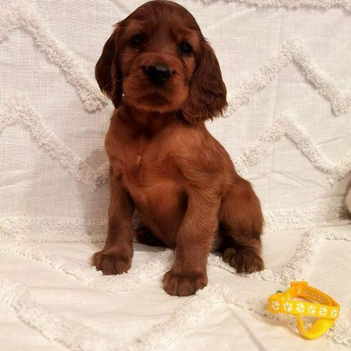 Изображение питомца