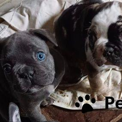 Изображение питомца