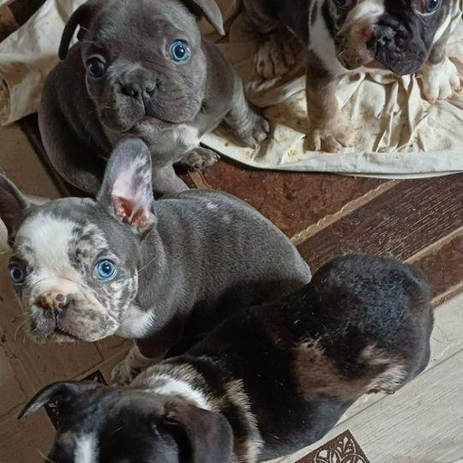 Изображение питомца