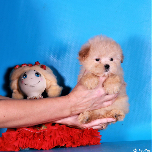 Изображение питомца