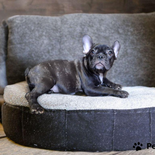 Изображение питомца