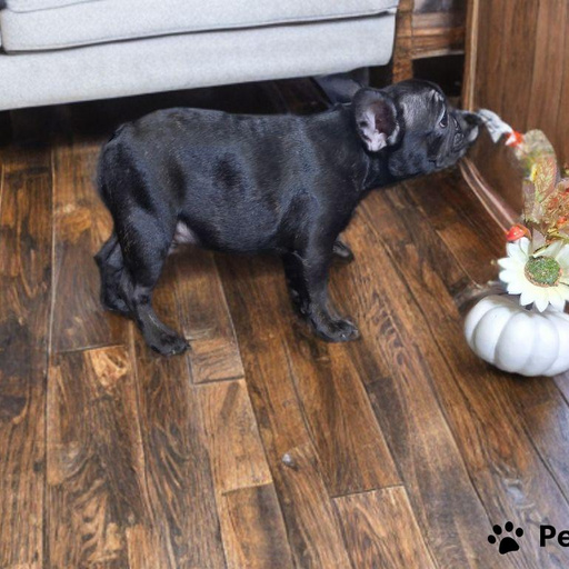 Изображение питомца