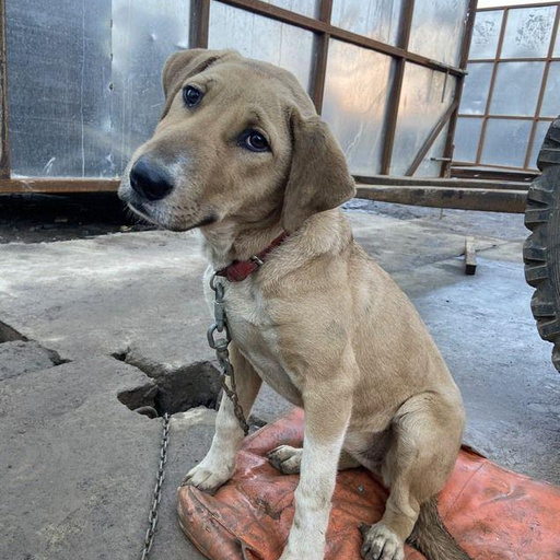 Изображение питомца