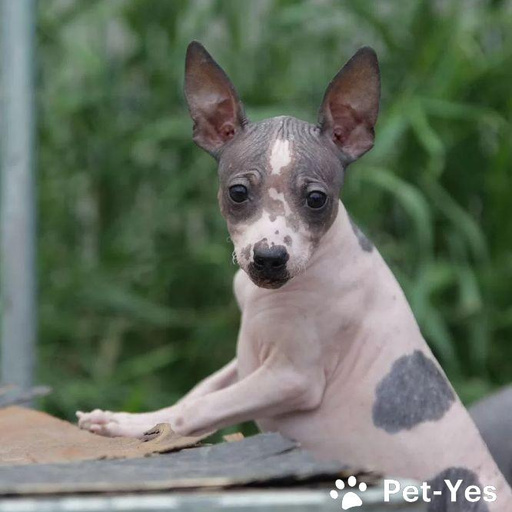 Изображение питомца