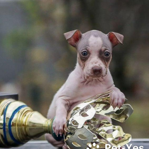 Изображение питомца