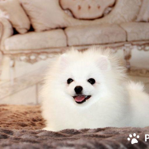 Изображение питомца