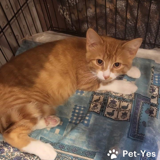 Изображение питомца