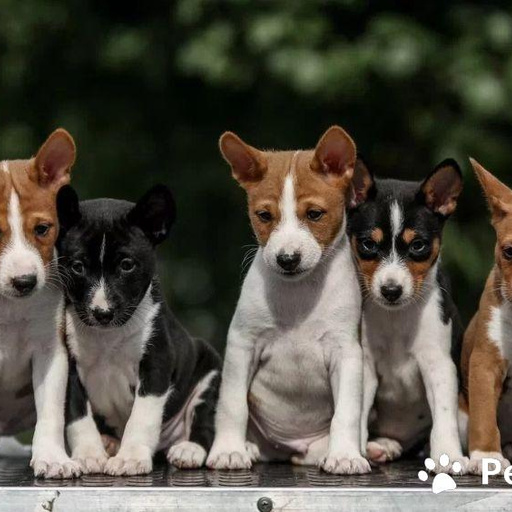 Изображение питомца