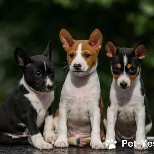 Изображение питомца