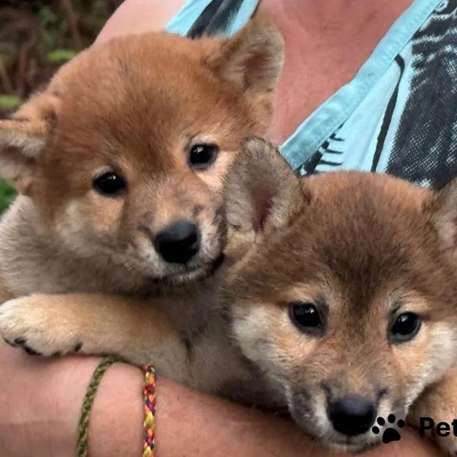 Изображение питомца