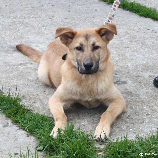 Изображение питомца