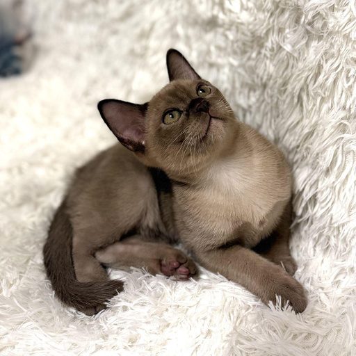 Изображение питомца