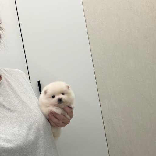 Изображение питомца