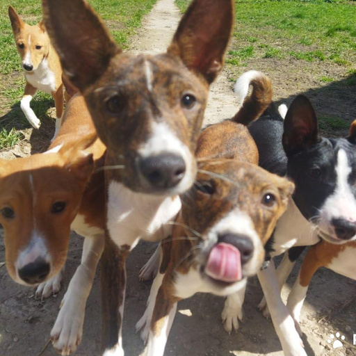 Изображение питомца