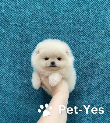 Изображение питомца