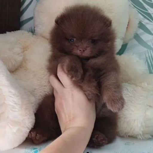 Изображение питомца