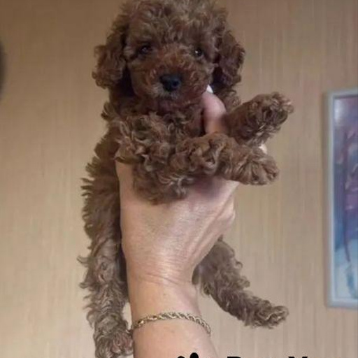 Изображение питомца