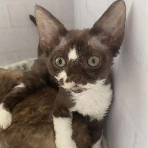 Изображение питомца