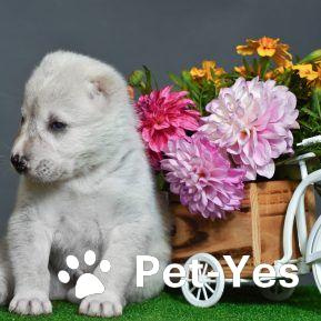 Изображение питомца