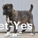 Изображение питомца