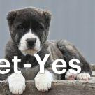 Изображение питомца